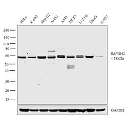 Invitrogen IMPDH2 Polyclonal Antibody 100 &mu;L; Unconjugated:Antibodies,