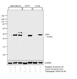 Invitrogen ATF4 Polyclonal Antibody 100 &mu;L; Unconjugated:Anticorps,