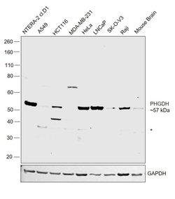 Invitrogen PHGDH Polyclonal Antibody 100 &mu;L; Unconjugated:Antibodies,