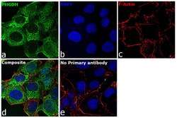 Invitrogen PHGDH Polyclonal Antibody 100 &mu;L; Unconjugated:Antibodies,