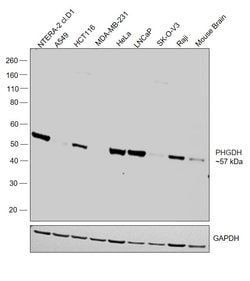 Invitrogen PHGDH Polyclonal Antibody 100 &mu;L; Unconjugated:Antibodies,