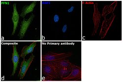 Invitrogen Profilin 1 Polyclonal Antibody 100 &mu;L; Unconjugated:Antibodies,