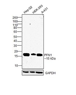 Invitrogen Profilin 1 Polyclonal Antibody 100 &mu;L; Unconjugated:Antibodies,