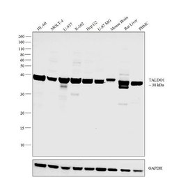 Invitrogen TALDO1 Polyclonal Antibody 100 &mu;L; Unconjugated:Antibodies,
