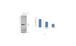 Invitrogen TALDO1 Polyclonal Antibody 100 &mu;L; Unconjugated:Antibodies,