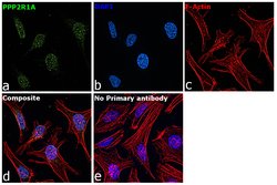 Invitrogen PPP2R1A Polyclonal Antibody 100 &mu;L; Unconjugated:Antibodies,