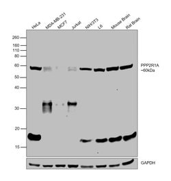 Invitrogen PPP2R1A Polyclonal Antibody 100 &mu;L; Unconjugated:Antibodies,