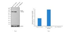 Invitrogen TRIM28 Polyclonal Antibody 100 &mu;L; Unconjugated:Antibodies,