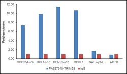 Invitrogen TRIM28 Polyclonal Antibody 100 &mu;L; Unconjugated:Antibodies,