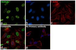 Invitrogen TRIM28 Polyclonal Antibody 100 &mu;L; Unconjugated:Antibodies,