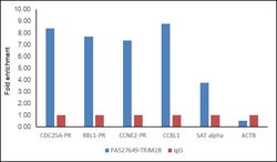 Invitrogen TRIM28 Polyclonal Antibody 100 &mu;L; Unconjugated:Antibodies,