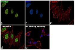 Invitrogen TRIM28 Polyclonal Antibody 100 &mu;L; Unconjugated:Antibodies,