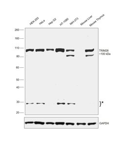 Invitrogen TRIM28 Polyclonal Antibody 100 &mu;L; Unconjugated:Antibodies,