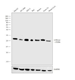 Invitrogen LYPLA2 Polyclonal Antibody 100 &mu;L; Unconjugated:Antibodies,