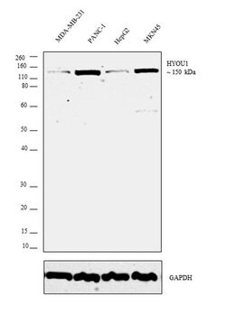Invitrogen HYOU1 Polyclonal Antibody 100 &mu;L | Buy Online | Invitrogen&trade; | Fisher Scientific