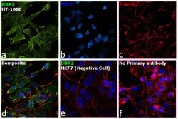 Invitrogen DDR2 Polyclonal Antibody 100 &mu;L; Unconjugated:Antibodies,