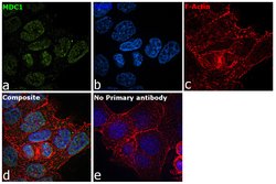 Invitrogen MDC1 Polyclonal Antibody 100 &mu;L | Buy Online | Invitrogen&trade; | Fisher Scientific