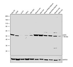 Invitrogen UGP2 Polyclonal Antibody 100 &mu;L; Unconjugated:Antibodies,