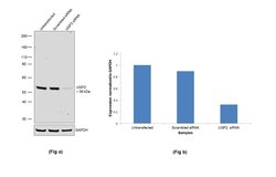 Invitrogen UGP2 Polyclonal Antibody 100 &mu;L; Unconjugated:Antibodies,