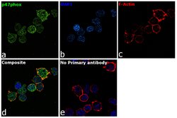 Invitrogen p47phox Polyclonal Antibody 100 &mu;L; Unconjugated:Antibodies,