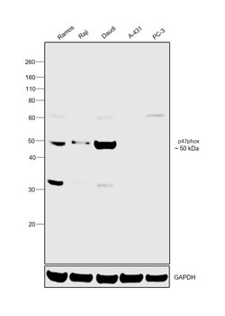 Invitrogen p47phox Polyclonal Antibody 100 &mu;L; Unconjugated:Antibodies,