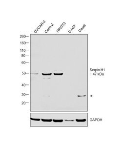 Invitrogen SERPINH1 Polyclonal Antibody 100 &mu;L; Unconjugated:Antibodies,