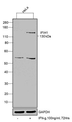 Invitrogen MDA5 Polyclonal Antibody 100 &mu;L; Unconjugated:Antibodies,