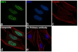 Invitrogen NRF1 Polyclonal Antibody 100 &mu;L; Unconjugated:Antibodies,