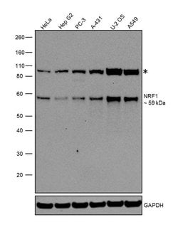 Invitrogen NRF1 Polyclonal Antibody 100 &mu;L; Unconjugated:Antibodies,