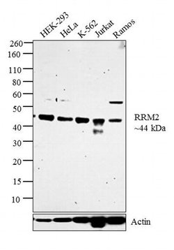 Invitrogen RRM2 Polyclonal Antibody 100 &mu;L; Unconjugated:Antibodies,