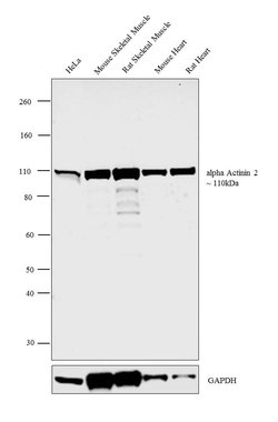 Invitrogen alpha Actinin 2 Polyclonal Antibody 100 &mu;L; Unconjugated:Antibodies,