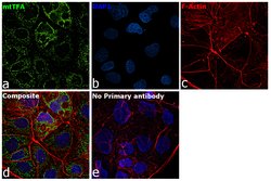 Invitrogen TFAM Polyclonal Antibody 100 &mu;L; Unconjugated:Antibodies,