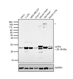 Invitrogen TFAM Polyclonal Antibody 100 &mu;L; Unconjugated:Antibodies,