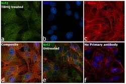 Invitrogen Nrf2 Polyclonal Antibody 100 &mu;L; Unconjugated:Antibodies,