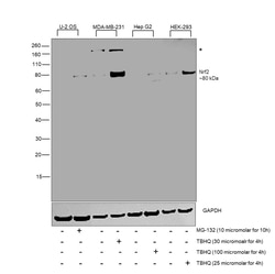 Invitrogen Nrf2 Polyclonal Antibody 100 &mu;L; Unconjugated:Antibodies,