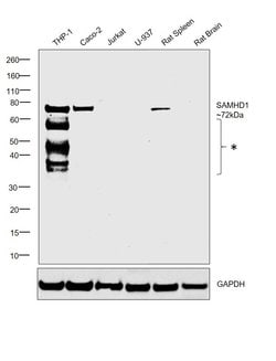 Invitrogen SAMHD1 Polyclonal Antibody 100 &mu;L; Unconjugated:Antibodies,