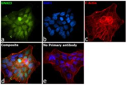 GNAI3 Polyclonal Antibody, Invitrogen 100 &mu;L; Unconjugated:Antibodies,