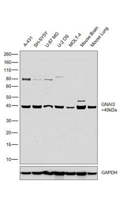 GNAI3 Polyclonal Antibody, Invitrogen 100 &mu;L; Unconjugated:Antibodies,