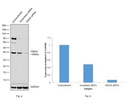 GNAI3 Polyclonal Antibody, Invitrogen 100 &mu;L; Unconjugated:Antibodies,