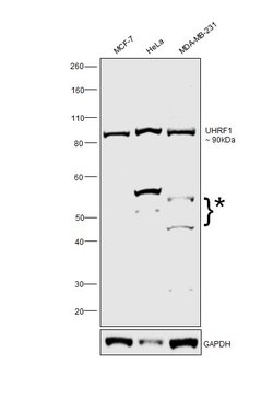 Invitrogen UHRF1 Polyclonal Antibody 100 &mu;L; Unconjugated:Antibodies,