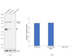 Invitrogen UHRF1 Polyclonal Antibody 100 &mu;L; Unconjugated:Antibodies,