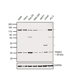 Invitrogen PSMA1 Polyclonal Antibody 100 &mu;L | Buy Online | Invitrogen&trade; | Fisher Scientific