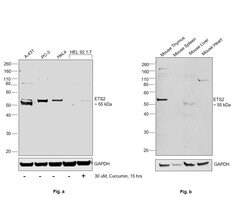 Invitrogen ETS2 Polyclonal Antibody 100 &mu;L; Unconjugated:Antibodies,