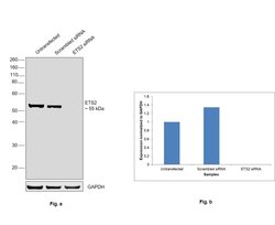 Invitrogen ETS2 Polyclonal Antibody 100 &mu;L; Unconjugated:Antibodies,