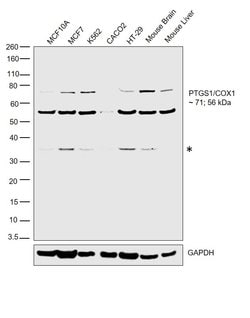 Invitrogen COX1 Polyclonal Antibody 100 &mu;L | Buy Online | Invitrogen&trade; | Fisher Scientific