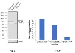 Invitrogen PCK2 Polyclonal Antibody 100 &mu;L | Buy Online | Invitrogen&trade; | Fisher Scientific
