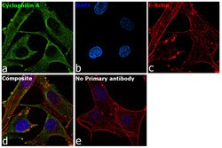 Invitrogen Cyclophilin A Polyclonal Antibody 100 &mu;L; Unconjugated:Antibodies,