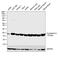 Invitrogen Cyclophilin A Polyclonal Antibody 100 &mu;L; Unconjugated:Antibodies,