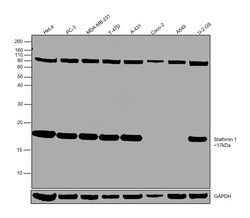 Invitrogen Stathmin 1 Polyclonal Antibody 100 &mu;L; Unconjugated:Antibodies,