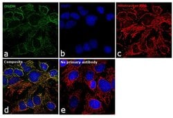 OGDH Polyclonal Antibody:Antibodies, Polyclonal